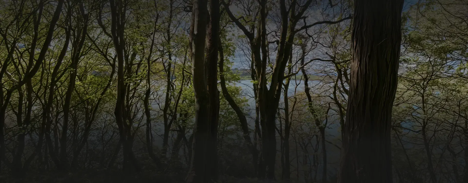Woodland trees with water visible beyond
